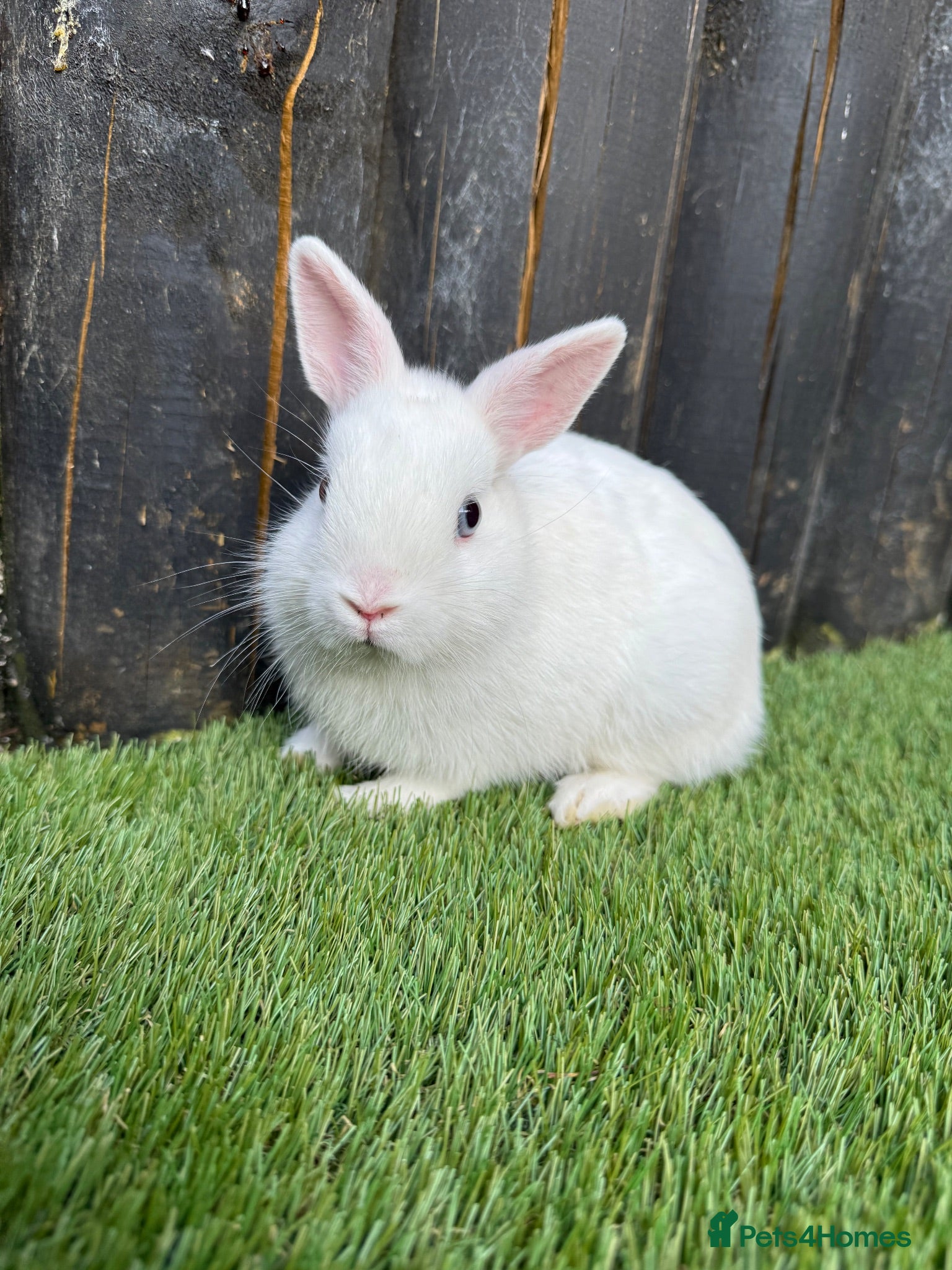 Netherland Dwarf rabbits Gorgeous Netherland Dwarf  - Advert 2