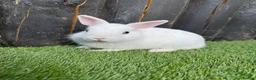 Netherland Dwarf rabbits for sale: Gorgeous Netherland Dwarf  - Advert 2