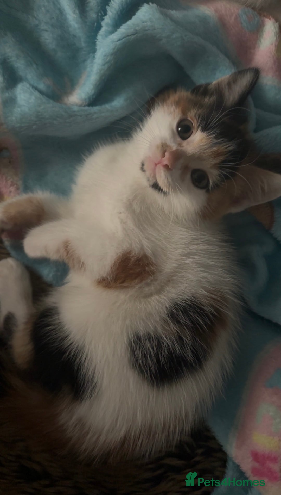 Domestic Shorthair cats for sale: semi long hair girl 9 weeks old/ price negotiable  - Image 5