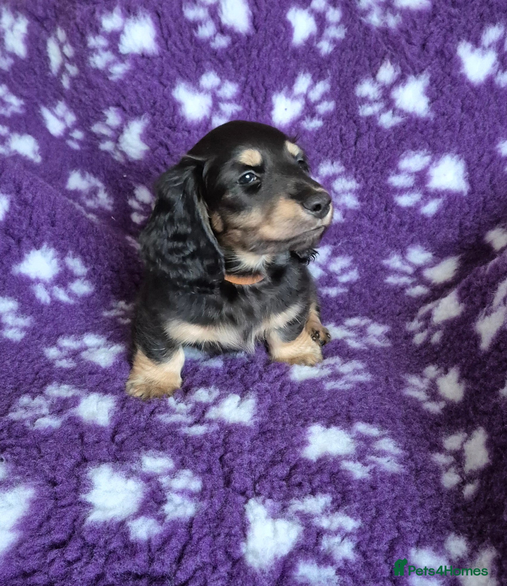 Miniature Dachshund dogs Long Hair Miniature Dachshund Puppy - Advert 3