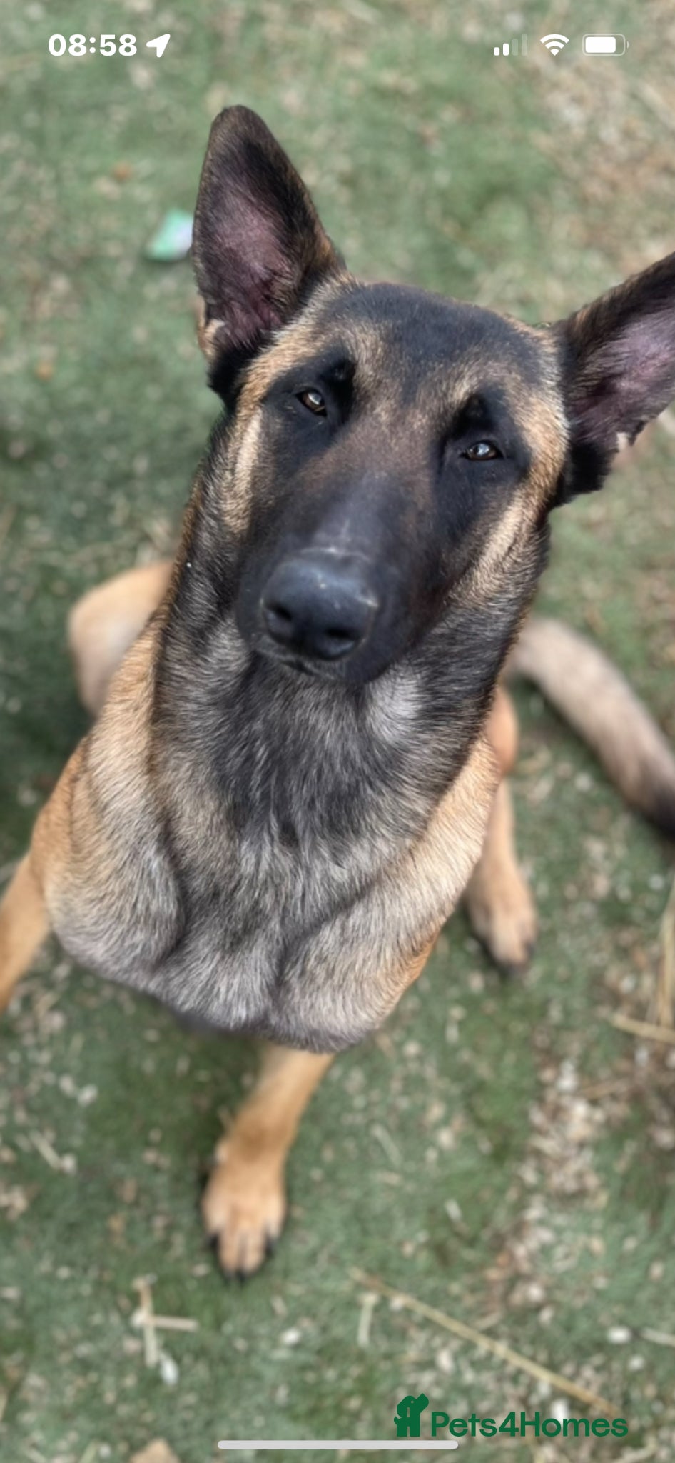 Belgian Shepherd Dog dogs Gorgeous Malinois Puppies ‼️ - Advert 6