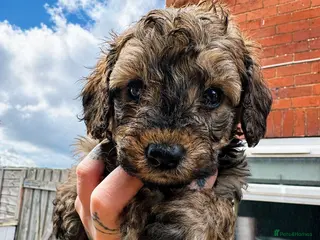 Toy Poodle dogs Beautiful Mini Toy Poodle Puppies – Family Raised - Advert 8