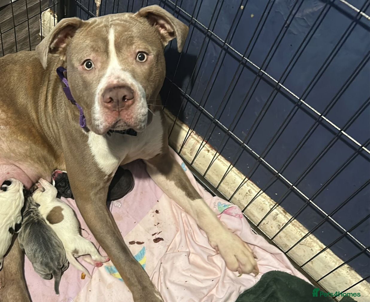 American Bulldog dogs Last beautiful male bailey ready for loving home - Advert 8