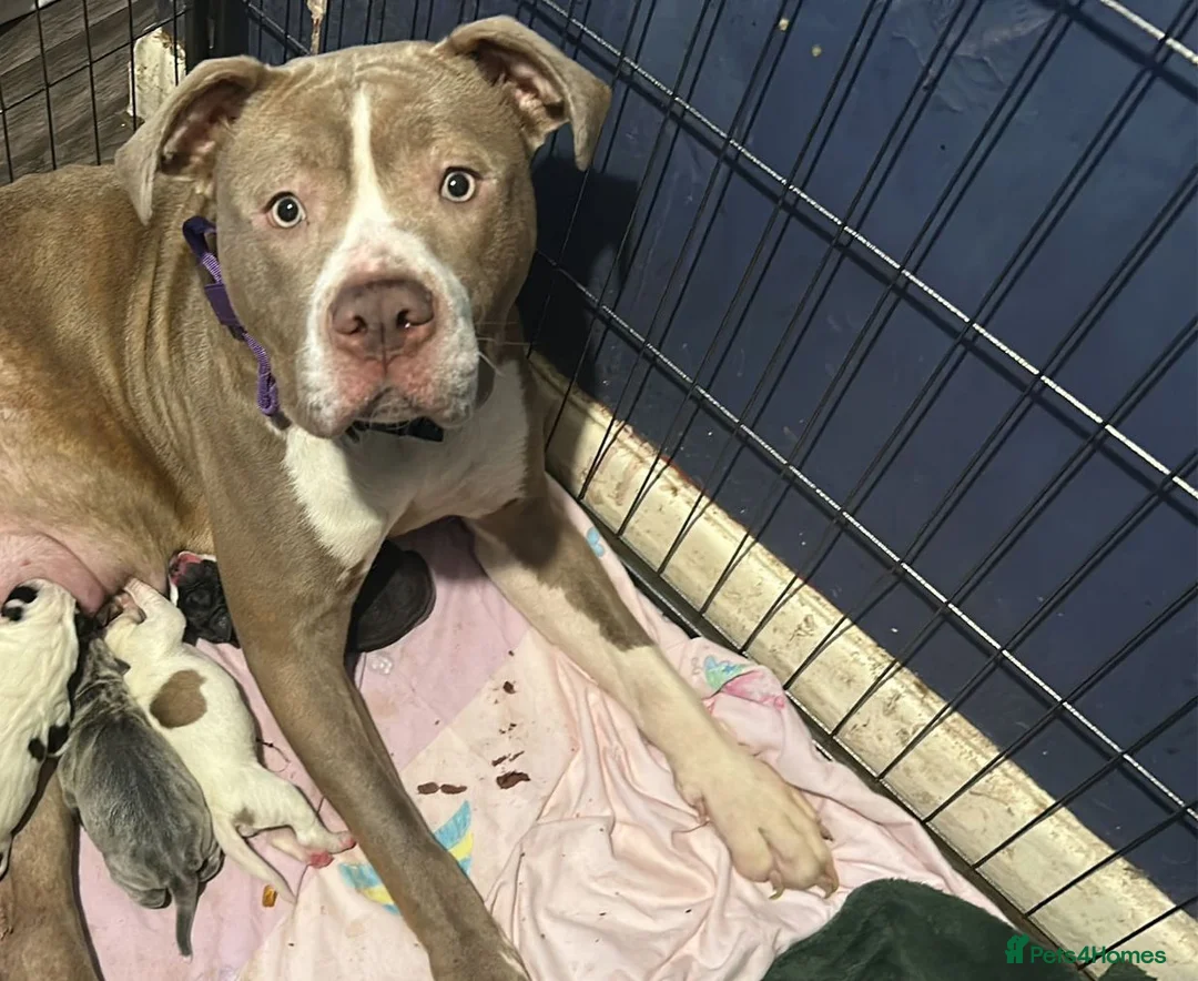 American Bulldog dogs for sale: Last beautiful male bailey ready for loving home - Advert 1