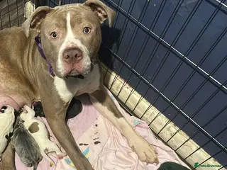 American Bulldog dogs Last beautiful male bailey ready for loving home - Advert 8