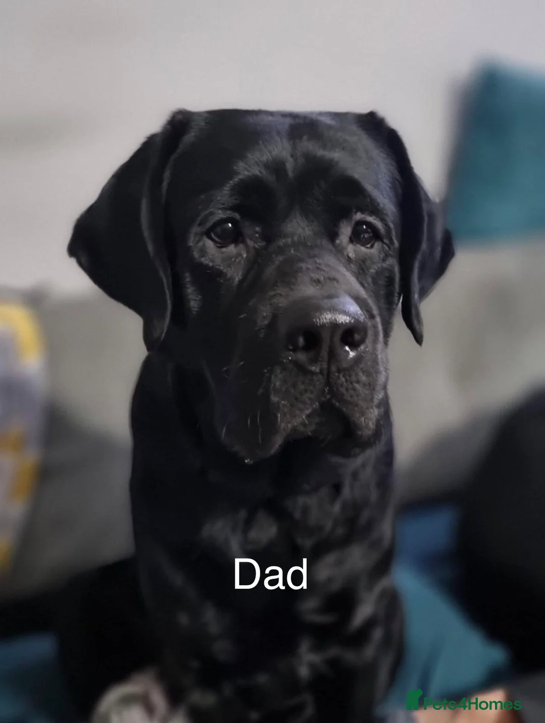 Labrador Retriever dogs for sale:  ✨ KC Registered Labrador Retriever Puppies   - Advert 25