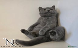 British Shorthair cats for sale: GORGEOUS GCCF REG TEDDYS 🐻🧸 READY TO LEAVE ❗️❗️ - Image 6