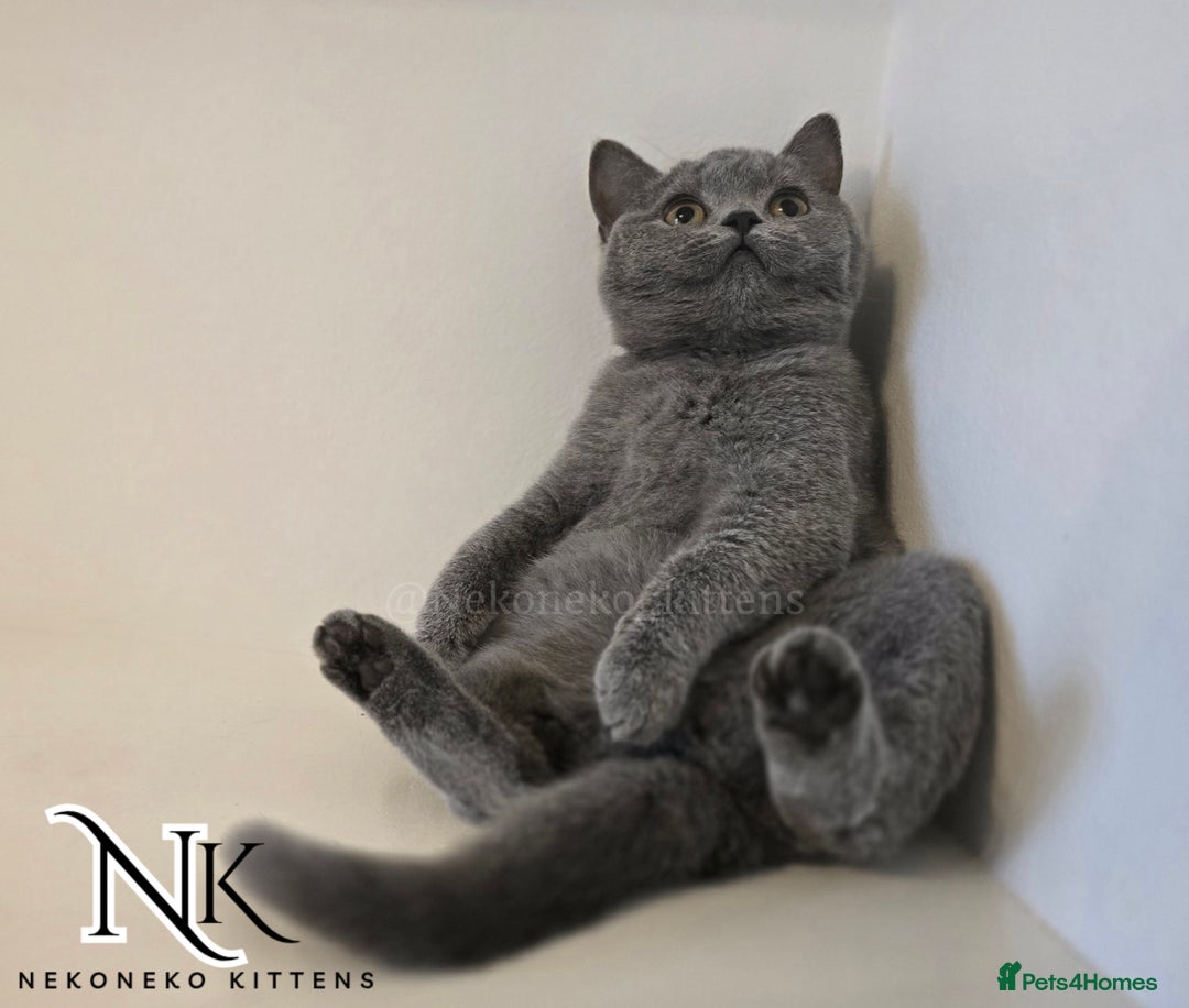British Shorthair cats for sale: GORGEOUS GCCF REG TEDDYS 🐻🧸 READY TO LEAVE ❗️❗️ - Image 6