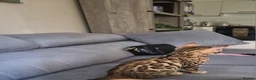 Bengal cats for sale: Pure bengal  - Advert 3