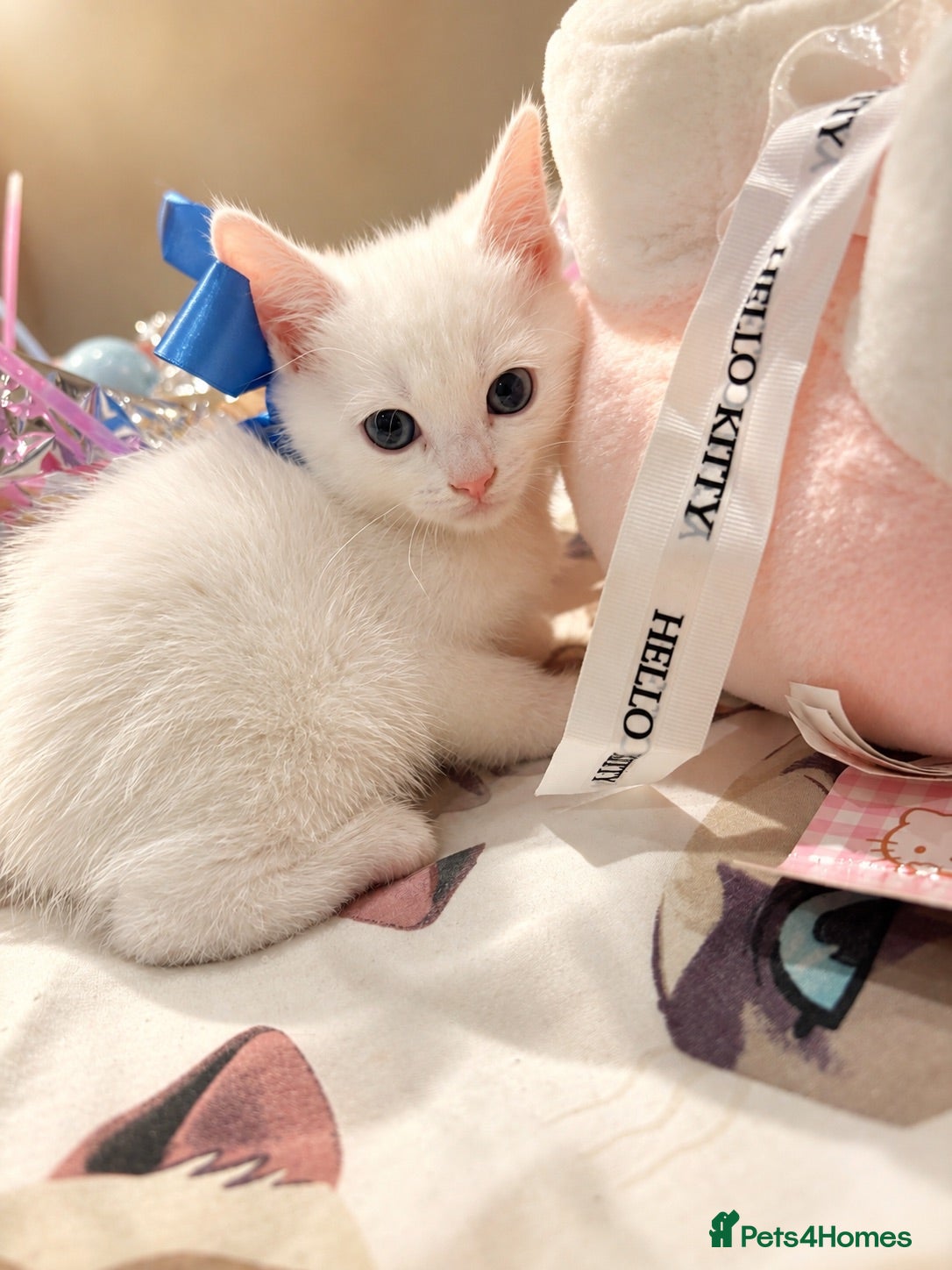 Munchkin cats Pure white kitten! - Advert 5