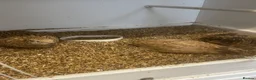 Finches birds for sale: Javas ,quail, canarys - Advert 6
