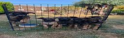 Belgian Shepherd Dog dogs for sale: Belgian Malinois puppies for sale!  - Advert 7