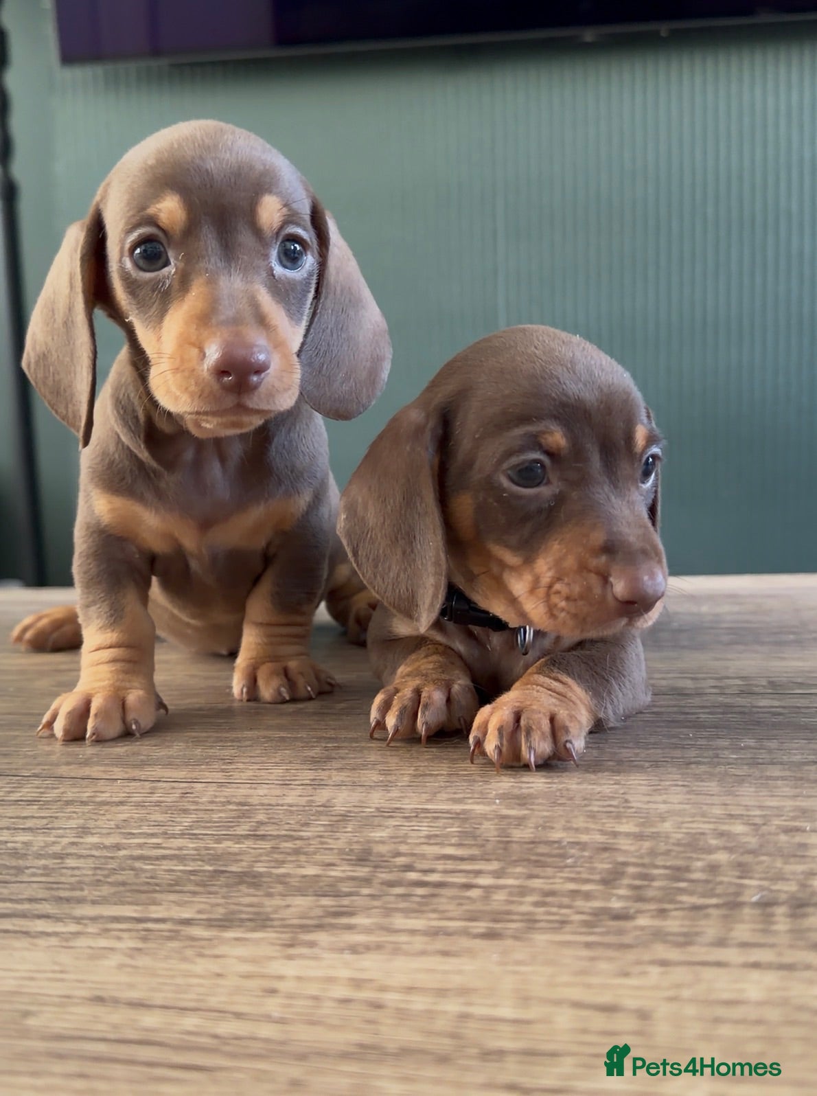 Miniature Dachshund dogs 💖 2 Stunning girls left 💖Miniature Dachshund  - Advert 14