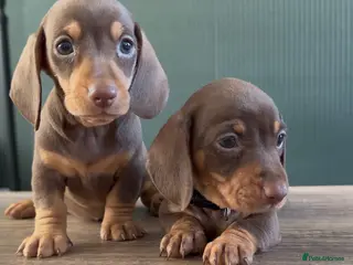 Miniature Dachshund dogs 💖 2 Stunning girls left 💖Miniature Dachshund - Advert 14