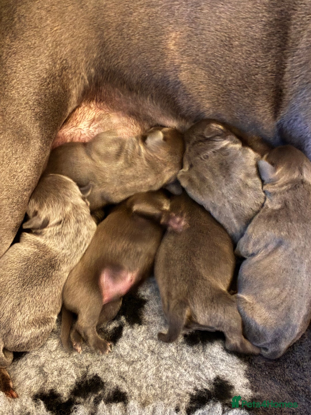 Staffordshire Bull Terrier dogs for sale: Pedigree Blue Staffordshire pups - Advert 3