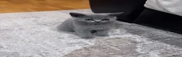 British Shorthair cats for sale: British short hair girls! - Advert 5