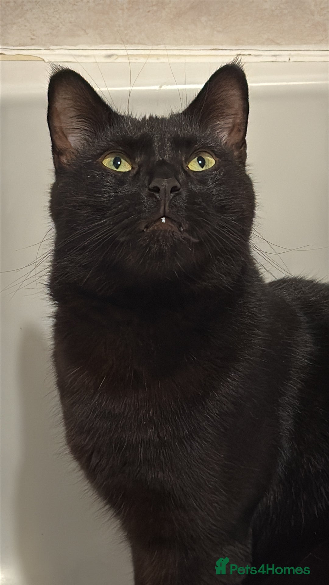 Domestic Shorthair cats for sale: 2 year old male cat - Image 2