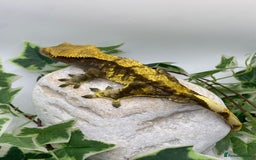 Gecko reptiles for sale: Dark based male harlequin - Image 2