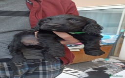 Cocker Spaniel dogs for sale: Stunning cocker spaniel litter  - Image 24