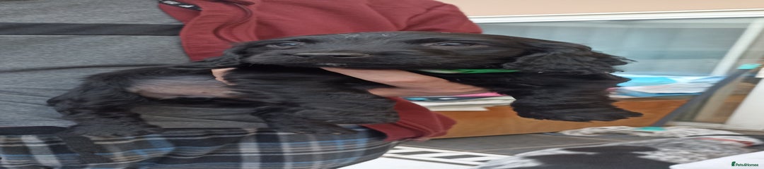 Cocker Spaniel Puppy 6