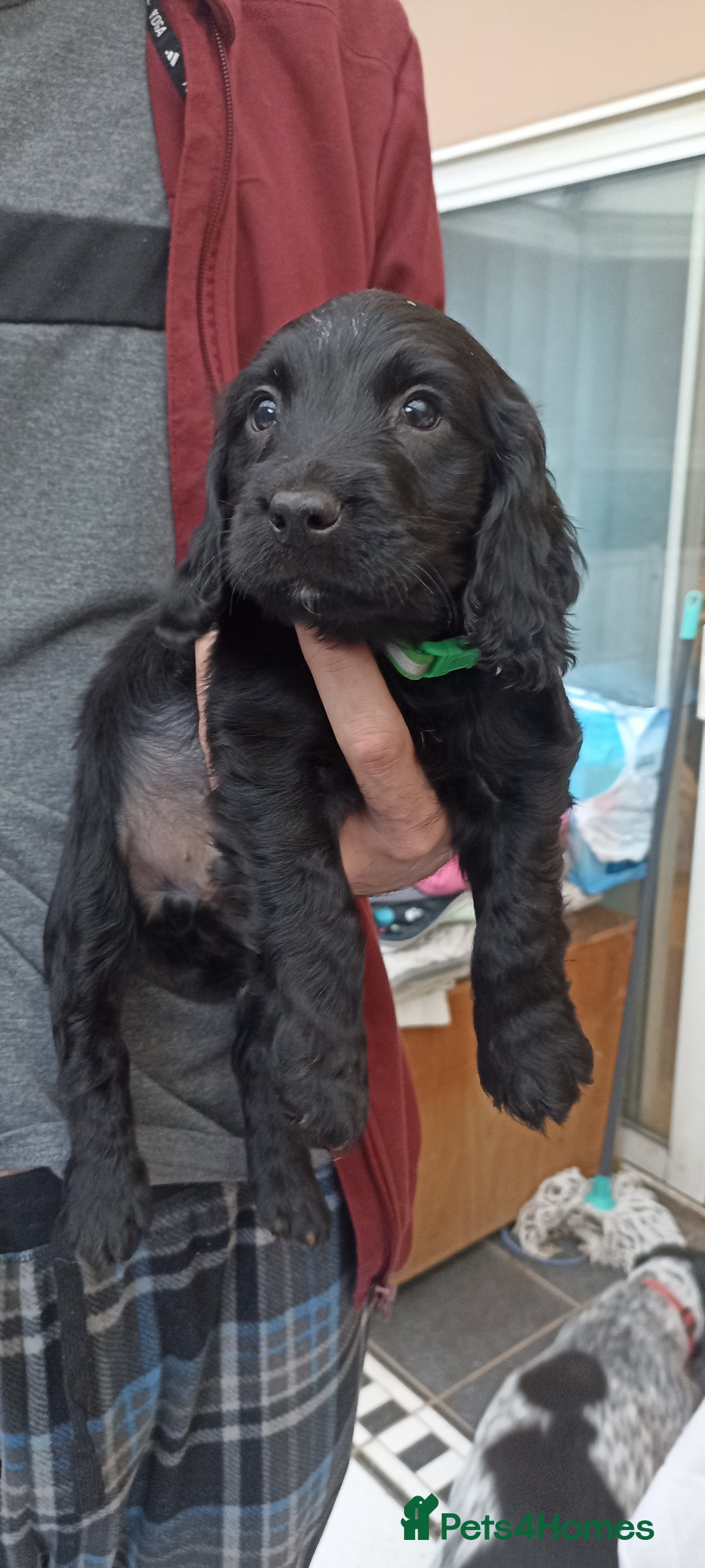 Cocker Spaniel dogs for sale: Stunning cocker spaniel litter  - Image 24