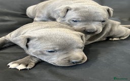 Staffordshire Bull Terrier dogs for sale: READY TO GO 2x BEAUTIFUL BLUE BOYS - Image 9