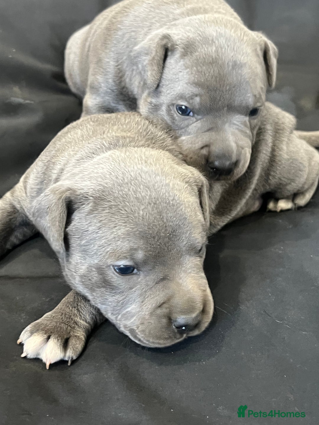 Staffordshire Bull Terrier dogs for sale: READY TO GO 2x BEAUTIFUL BLUE BOYS - Image 9