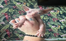 Sphynx cats for sale:  6 Beautiful Sphynx Kittens Ready Soon – 5★ - Image 32