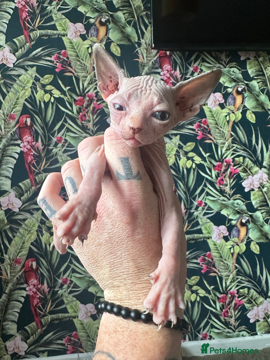 Sphynx cats for sale:  6 Beautiful Sphynx Kittens Ready Soon – 5★ - Image 32