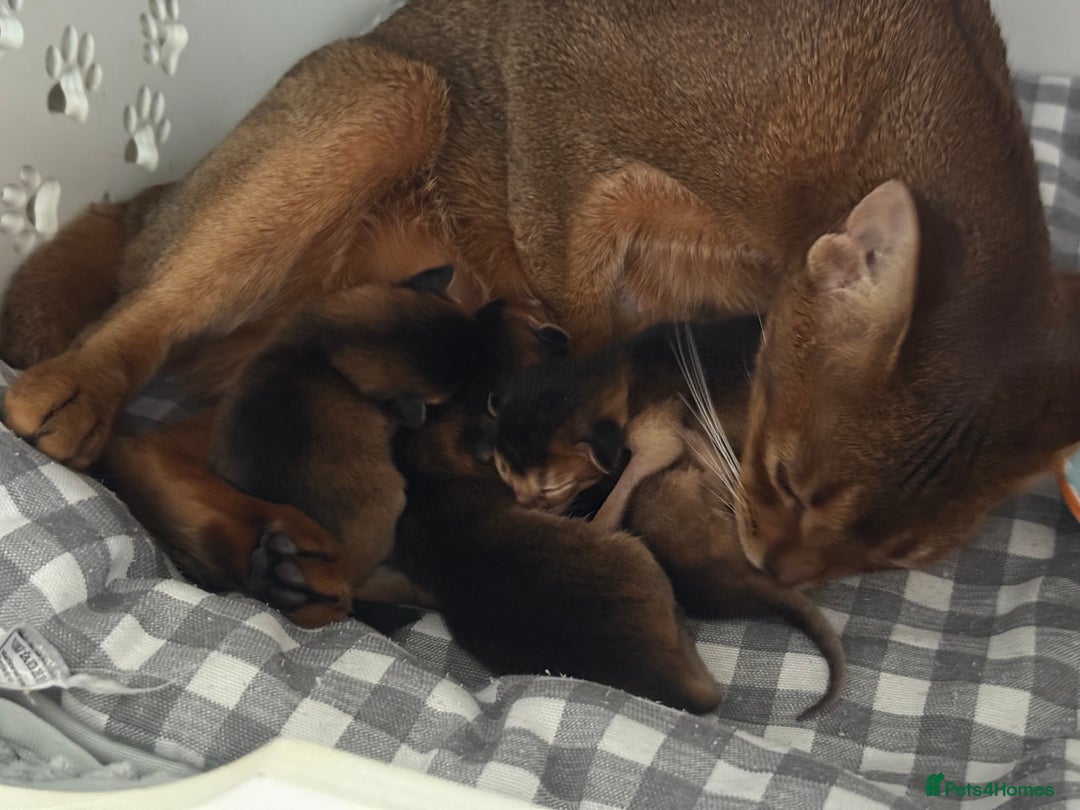 Abyssinian cats for sale: GCCF registered beautiful Abyssinian kittens  - Image 15