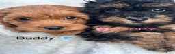 Cavapoo dogs for sale: ⭐️6 CAVAPOO’S Ready Now in CHESHIRE⭐️ - Advert 6