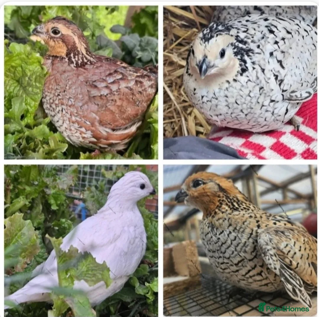 Quail poultry for sale: 12 Bobwhite quail hatching eggs mixed colours  - Advert 1