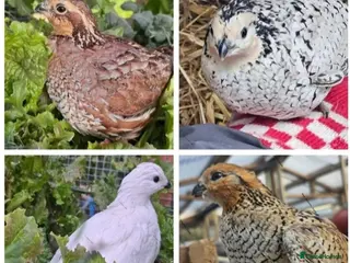 Quail poultry 12 Bobwhite quail hatching eggs mixed colours - Advert 6