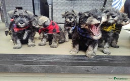 Miniature Schnauzer dogs for sale: Forever Homes Wanted: 2 Schnauzer Boys 🐶 - Image 2