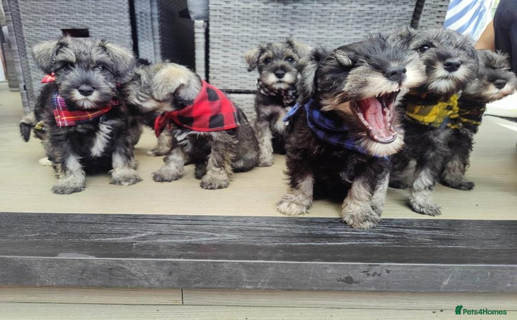 Miniature Schnauzer dogs - Advert 1