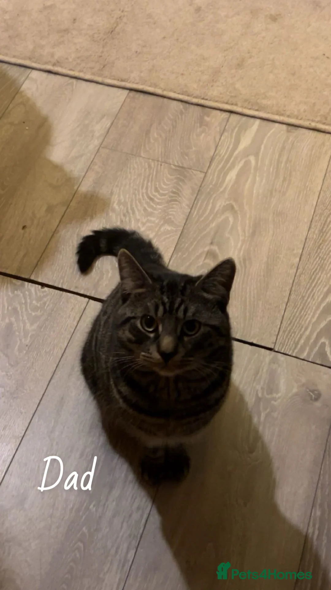 Mixed Breed cats for sale: 5 beautiful kittens for sale! in Milton Keynes - Advert 2