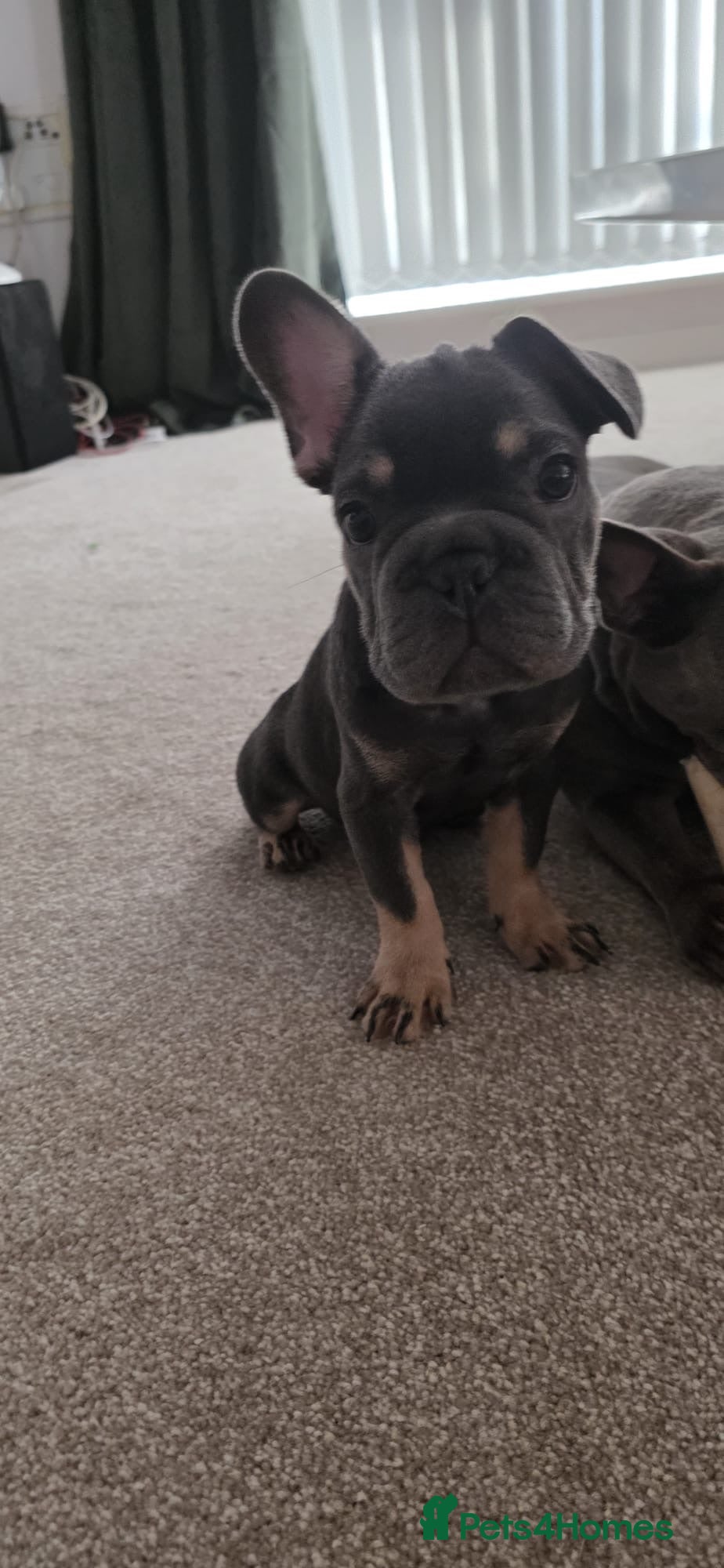 French Bulldog dogs French bulldogs  - Advert 2