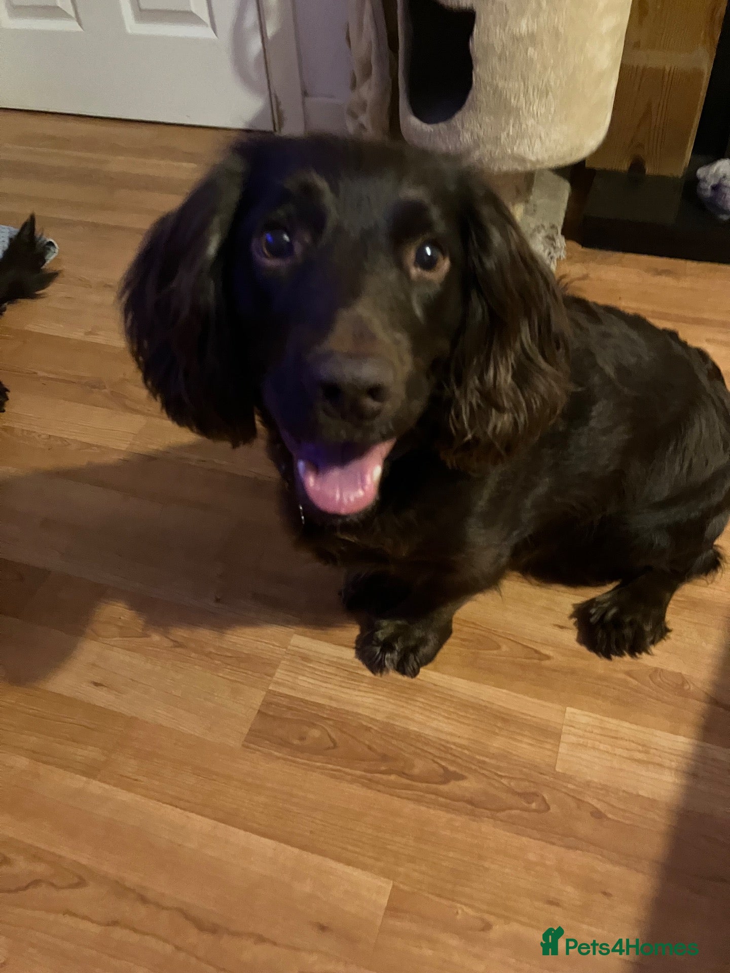 Sprocker dogs Chocolate Treats 🥰 - Advert 2