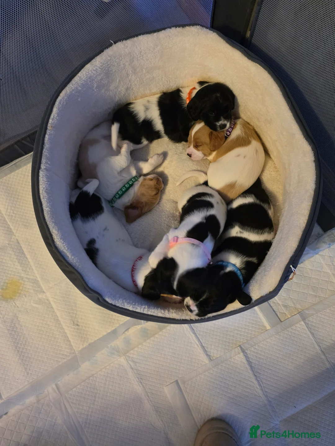Mixed Breed dogs for sale: king charles cavalier x springer spaniel in Turriff - Advert 3