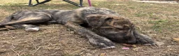 Lurcher dogs for sale: The last 2 lurcher pups.  in Skegness - Advert 6