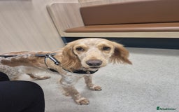 Cocker Spaniel dogs for sale: Cocker Spaniel Ruby - Image 2