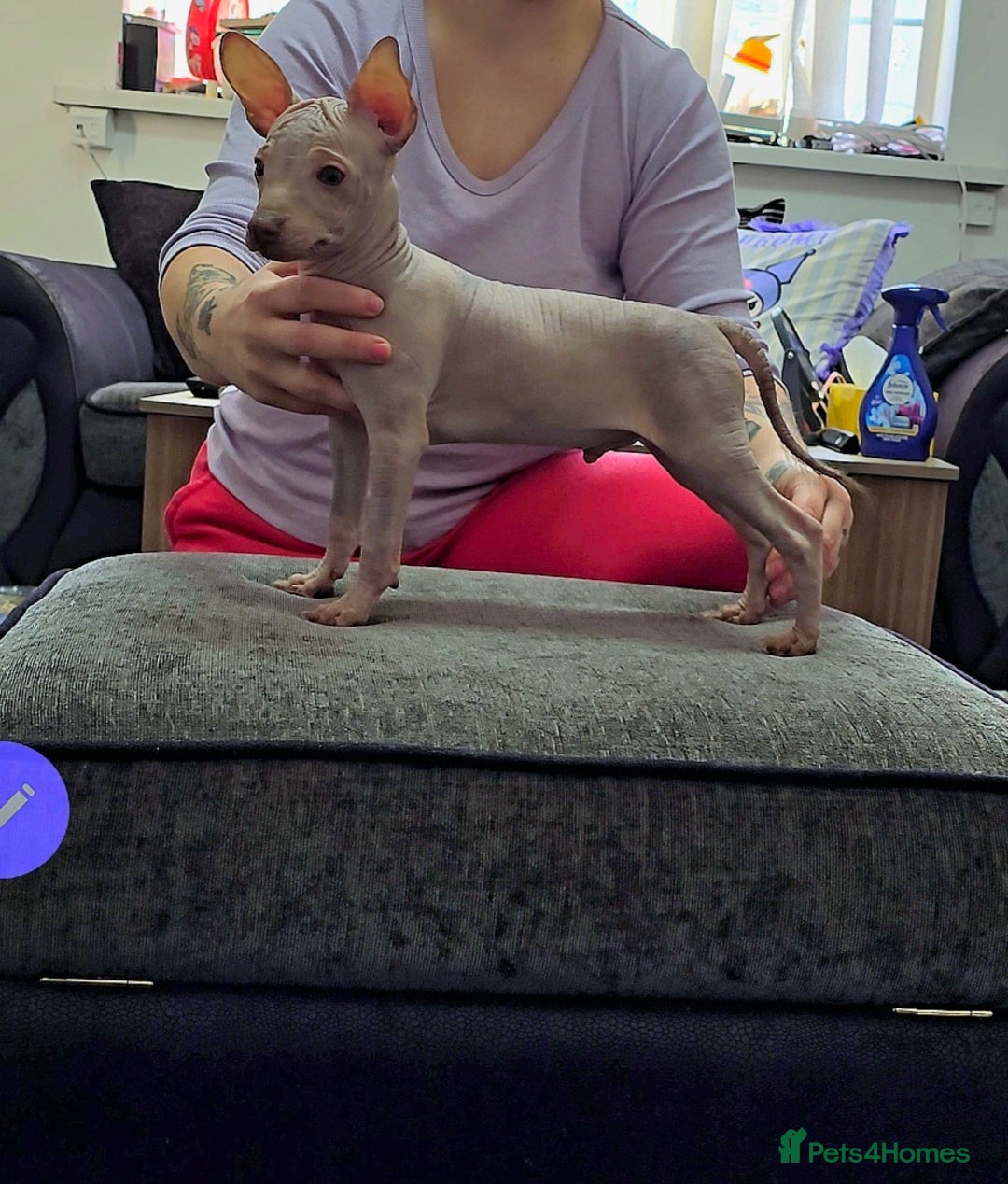 Mexican Hairless dogs for sale: The Master miniature xoloitzcuintle RKC registered - Advert 2