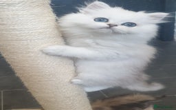 Persian cats for sale: 🌟2 Beautiful Pedigree Chinchilla Persian Kitten🌟 - Image 22