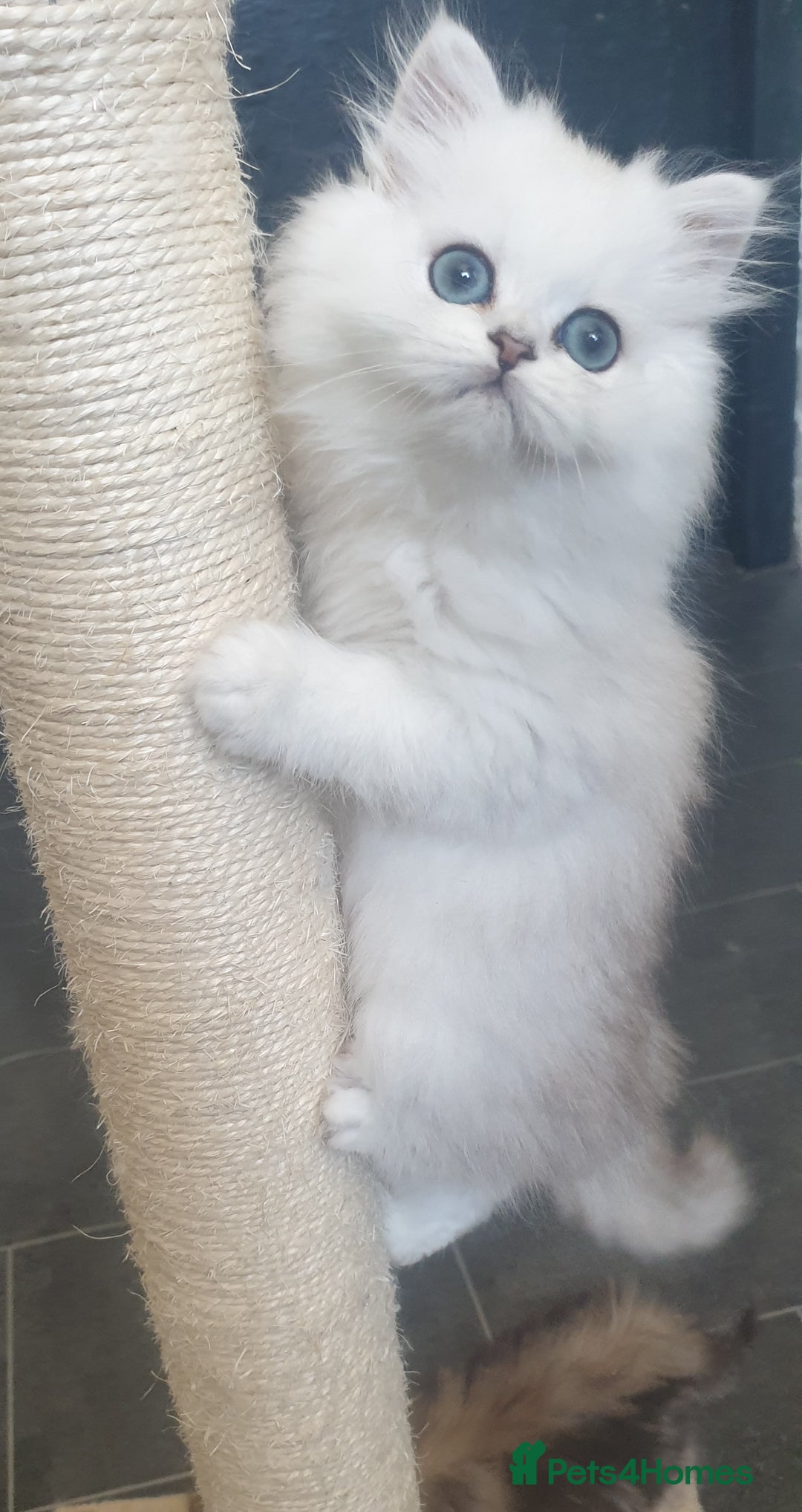 Persian cats for sale: 🌟2 Beautiful Pedigree Chinchilla Persian Kitten🌟 - Image 22