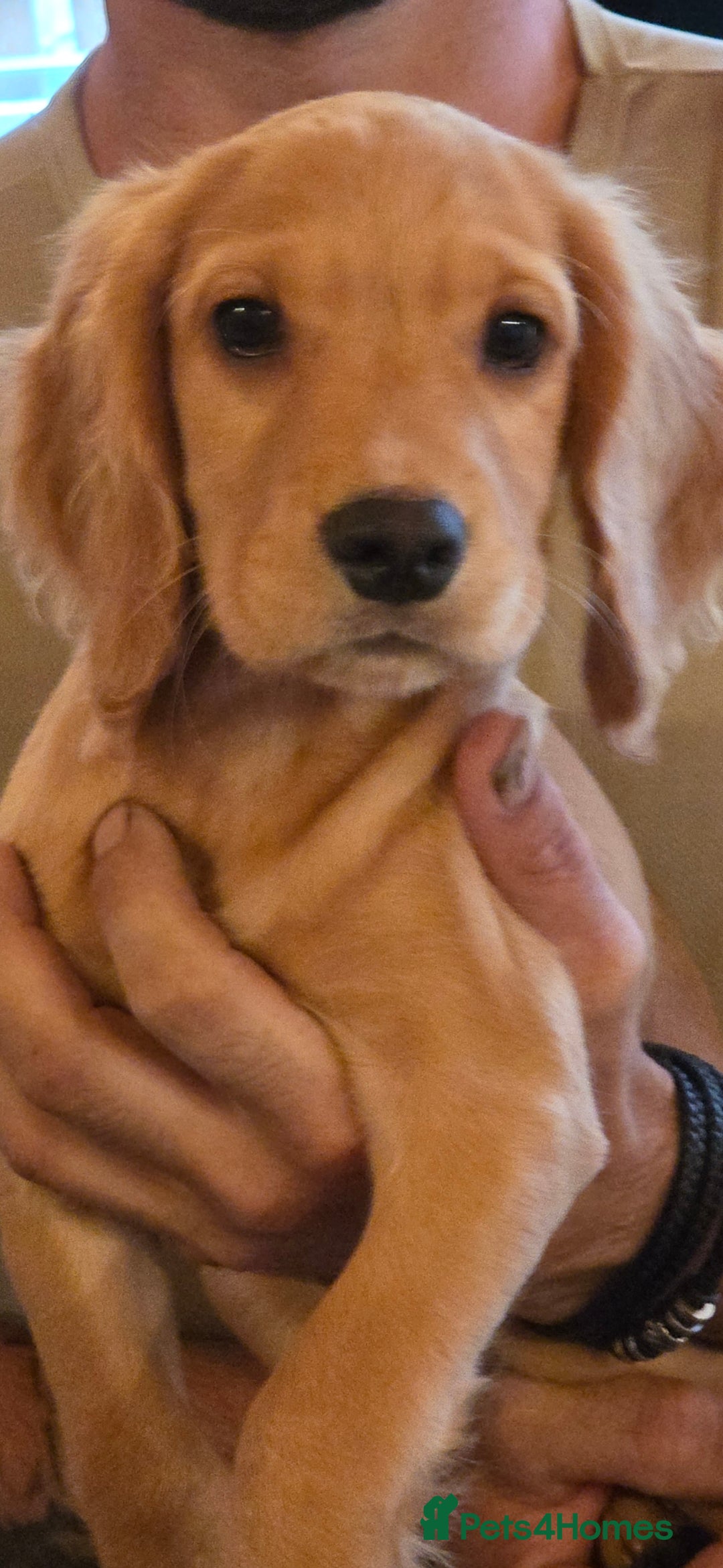 Cocker Spaniel dogs for sale: A stunning litter of cocker spaniel pups in King's Lynn - Image 1