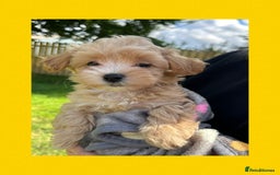 Maltipoo dogs for sale: F1 tiny Maltipoo’s  - Image 14