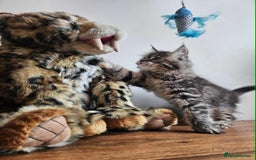 Maine Coon cats for sale: XXL Champion Line Maine Coons – Rare, Very Fluffy! - Advert 27