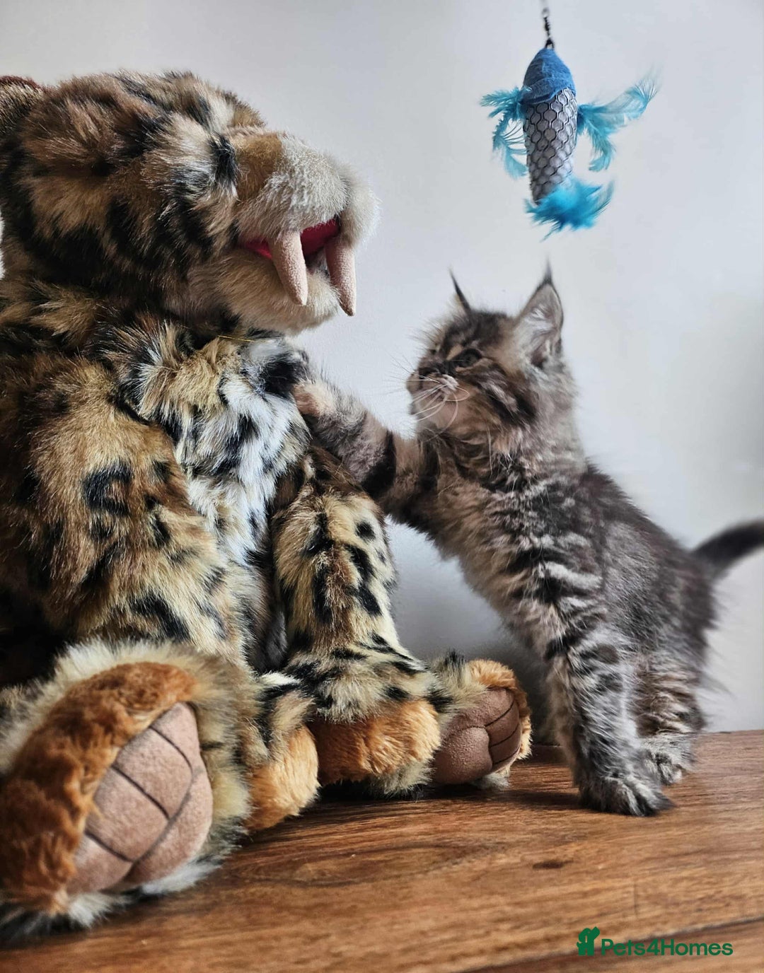 Maine Coon cats for sale: XXL Champion Line Maine Coons – Rare, Very Fluffy! - Advert 27