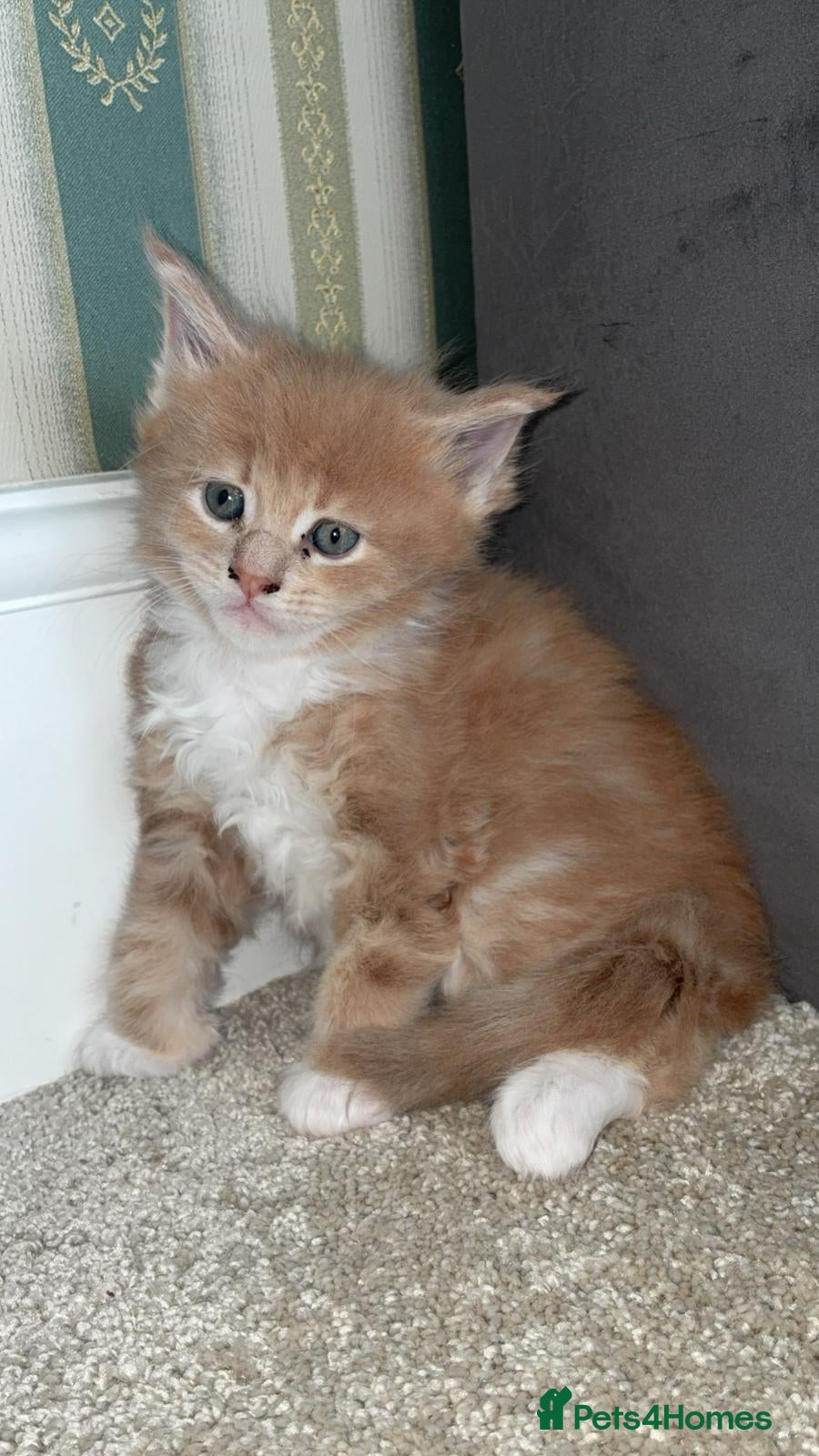 Maine Coon cats Stunning XL Maine Coon Kittens - Advert 6