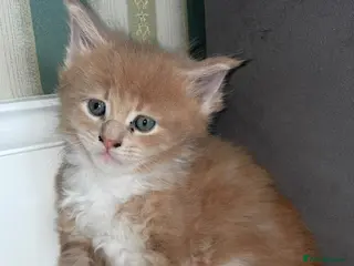 Maine Coon cats Stunning XL Maine Coon Kittens - Advert 6